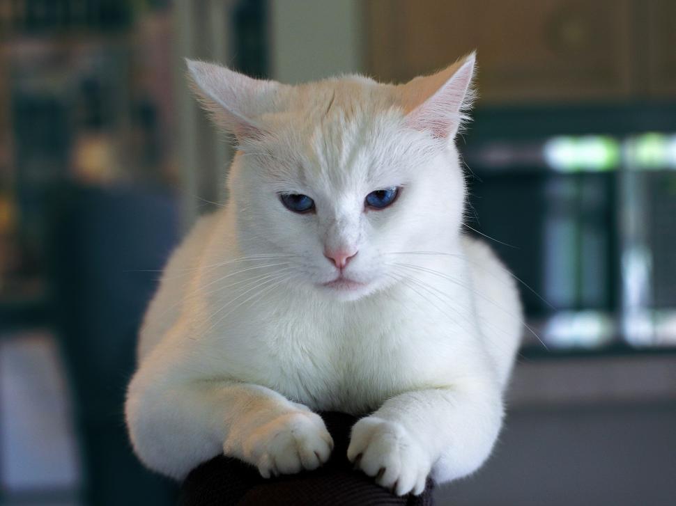 Free Image of White Cat Sitting on Top of Black Chair 