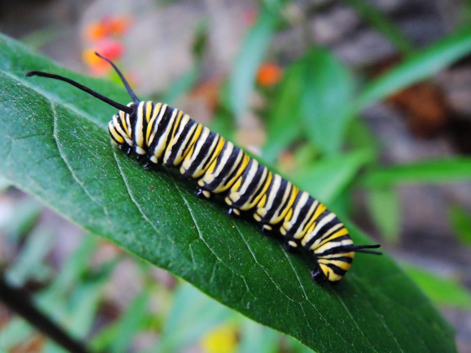 Free Image of Black and Yellow Caterpillar on Green Leaf 