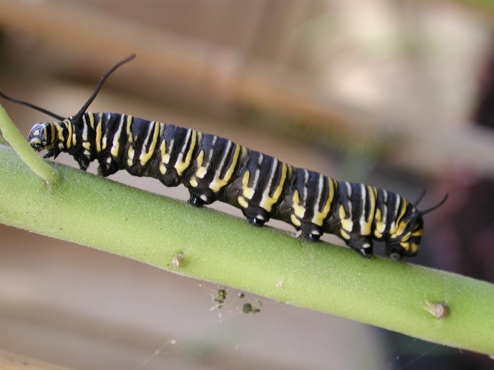 Free Image of Close Up of Caterpillar on Plant 