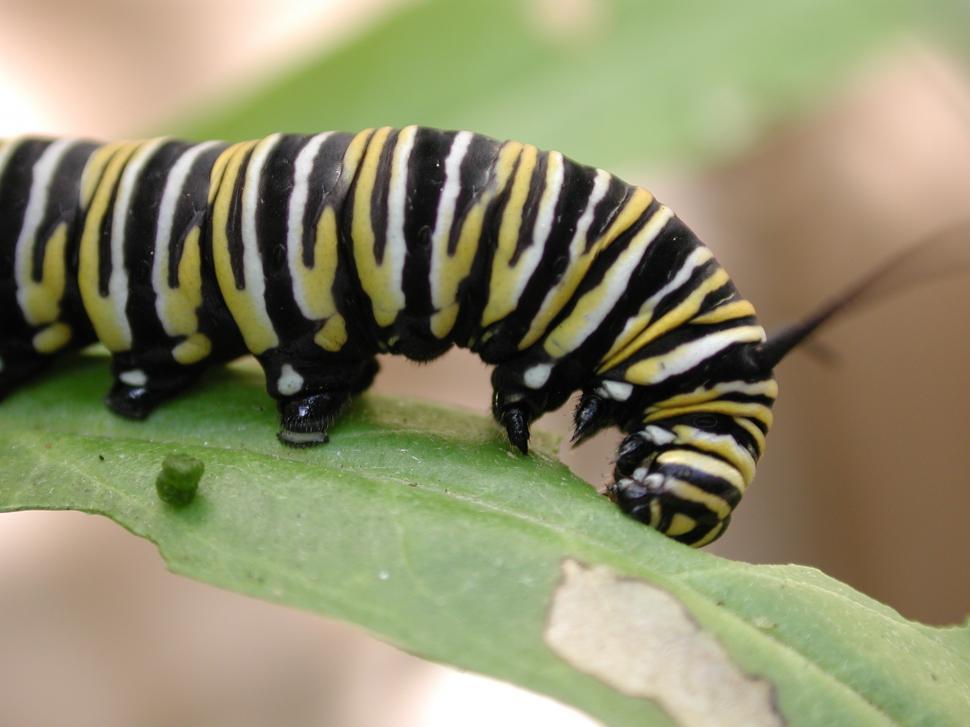 Free Image of Close Up of a Caterpillar on a Leaf 