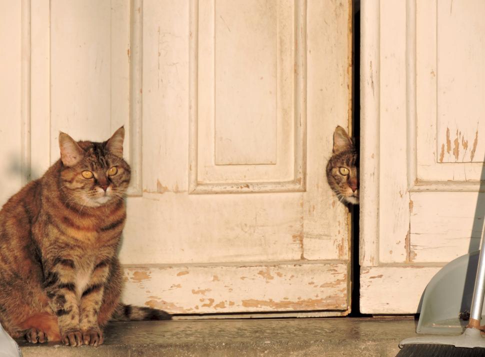 Free Image of Two Cats Sitting Near a Door 