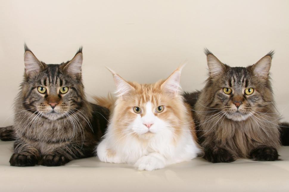 Free Image of Three Cats Sitting Together 