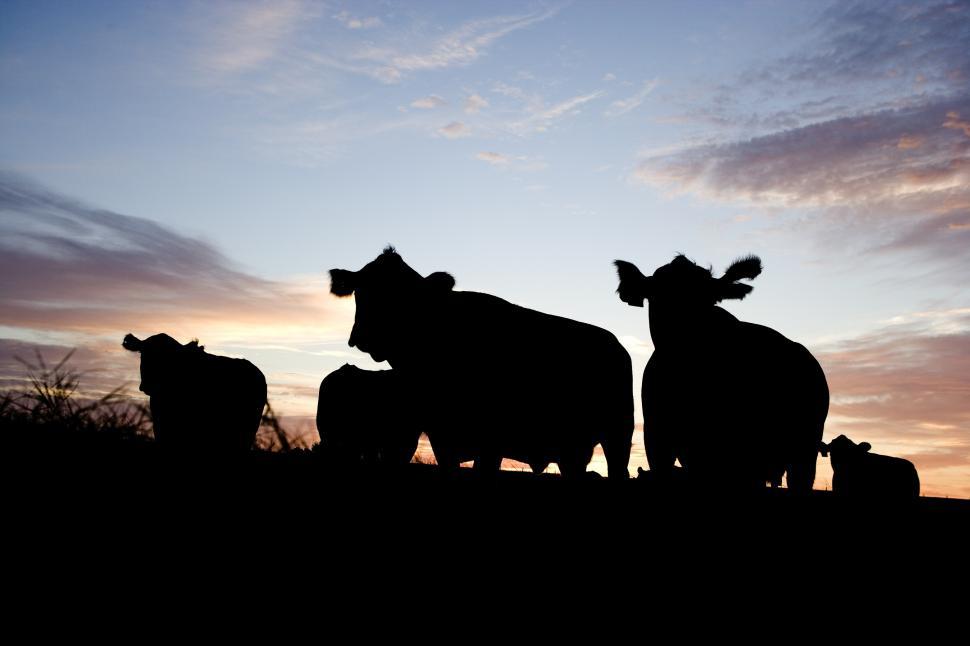 Free Image of Group of Cows Standing Together 