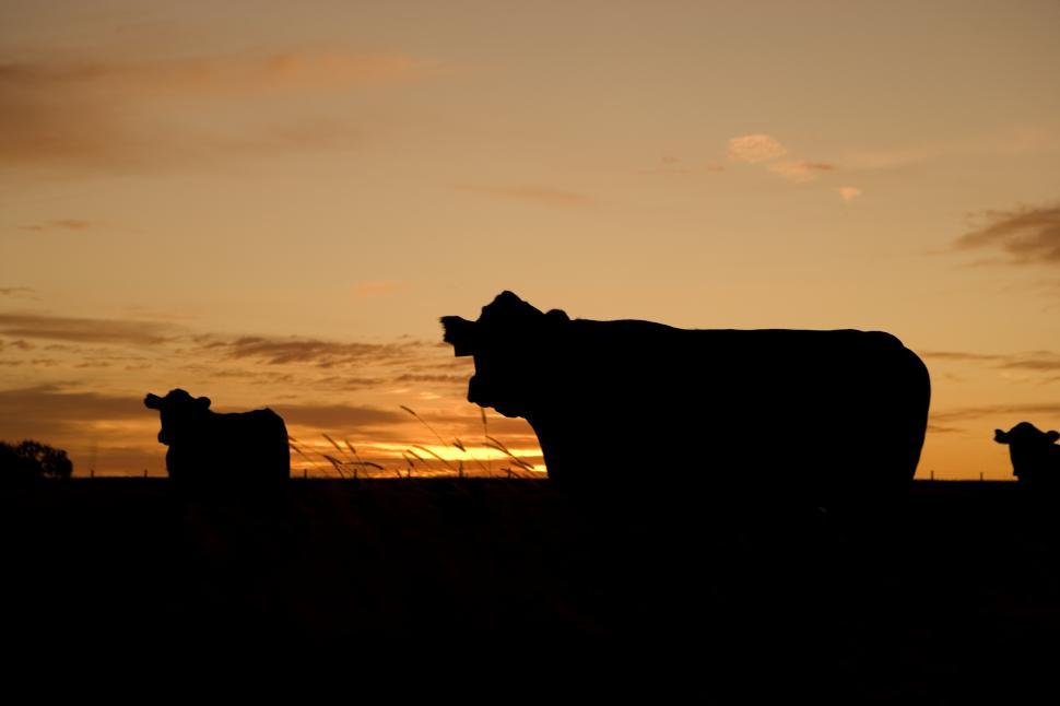 Free Image of Cows Standing in Field at Sunset 
