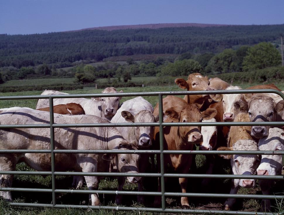 Free Image of Herd of Cattle Standing on Lush Green Field 