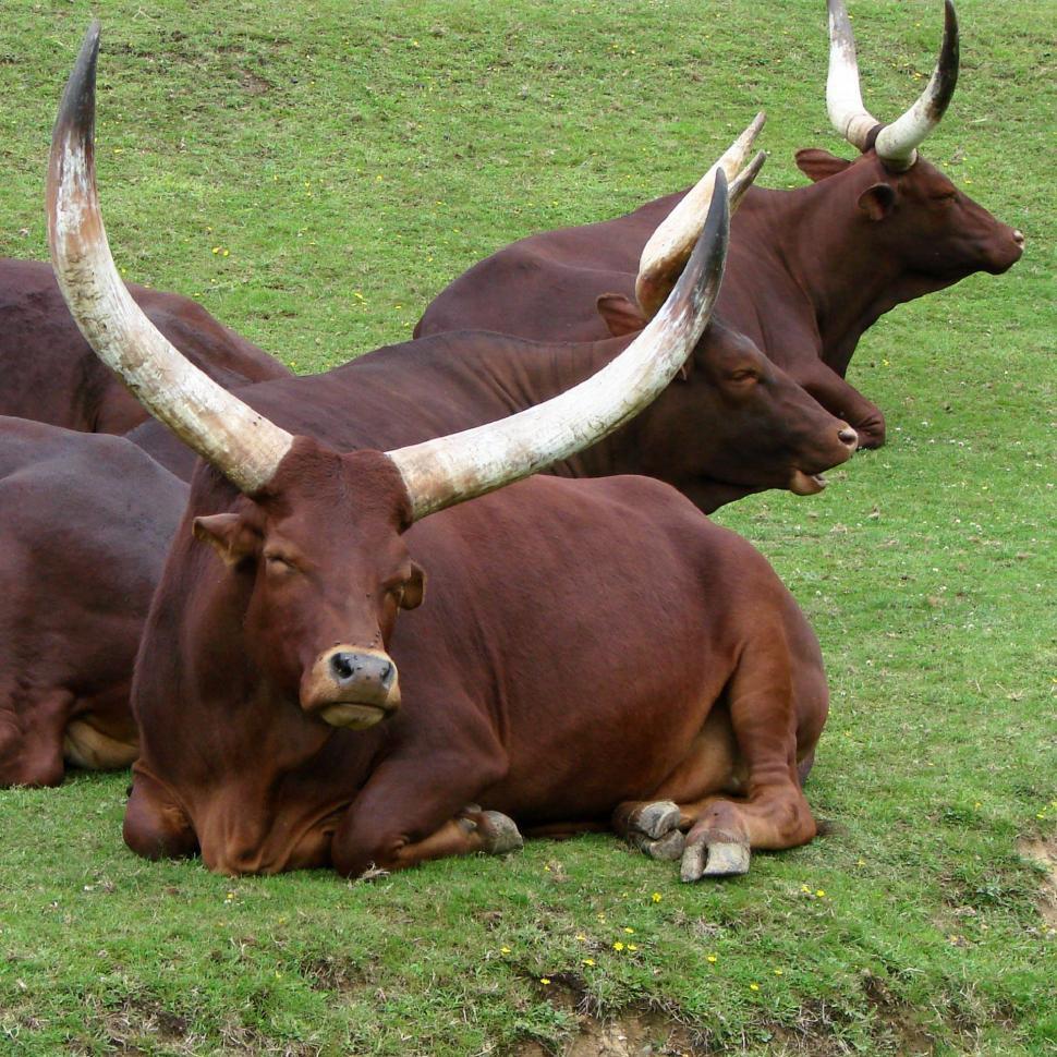 Free Image of Herd of Cattle Resting on Lush Green Field 