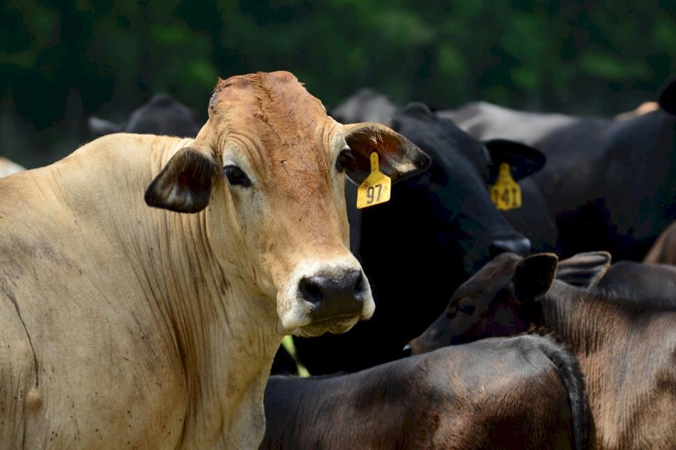 Free Image of Herd of Cattle Standing Next to Each Other 
