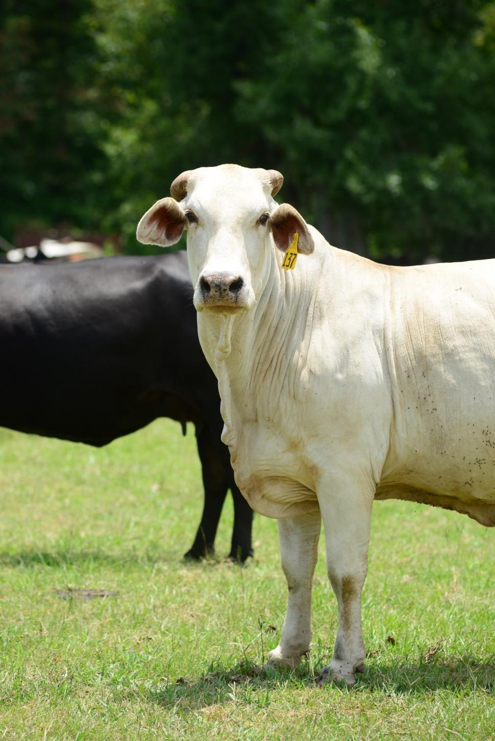 Free Image of White Cow Standing in Grass Field 