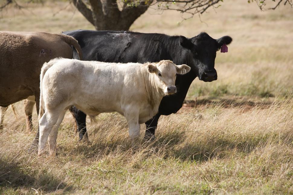 Free Image of Two Cows Standing in a Field 