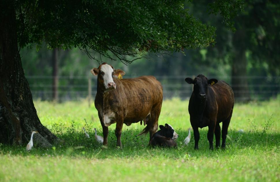 Free Image of Group of Cows Standing Next to a Tree 