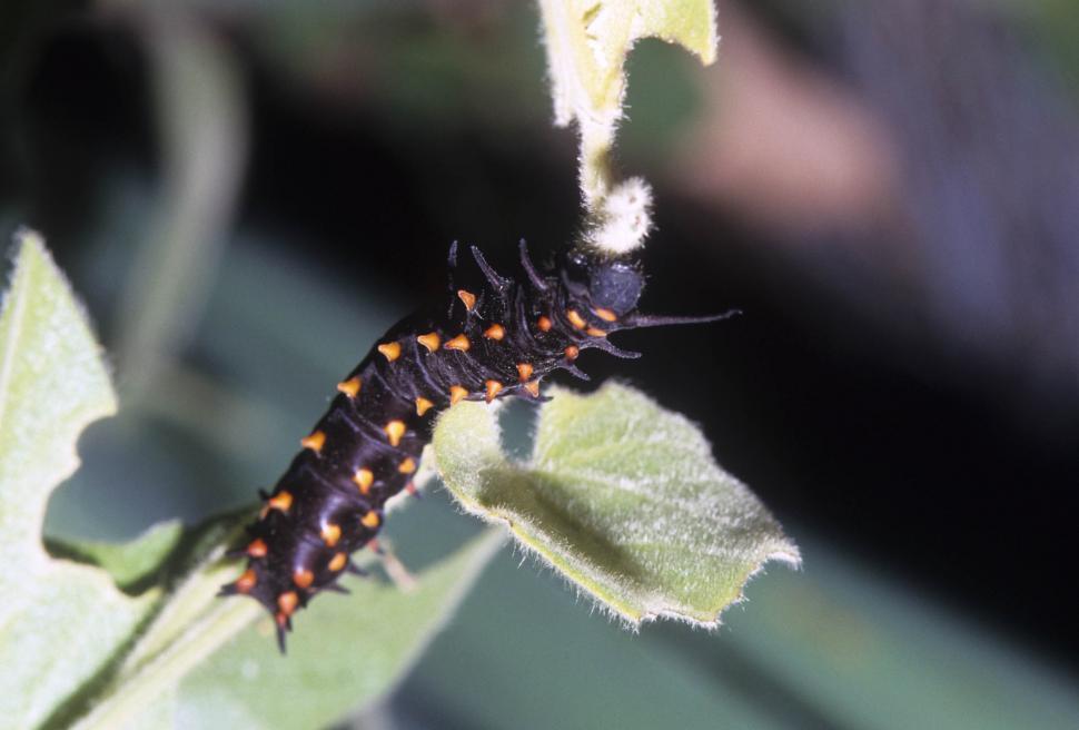 Free Image of Caterpillar Feeding on Leaf 