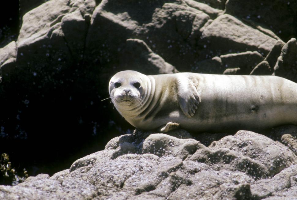 Free Image of friendly looking seal 