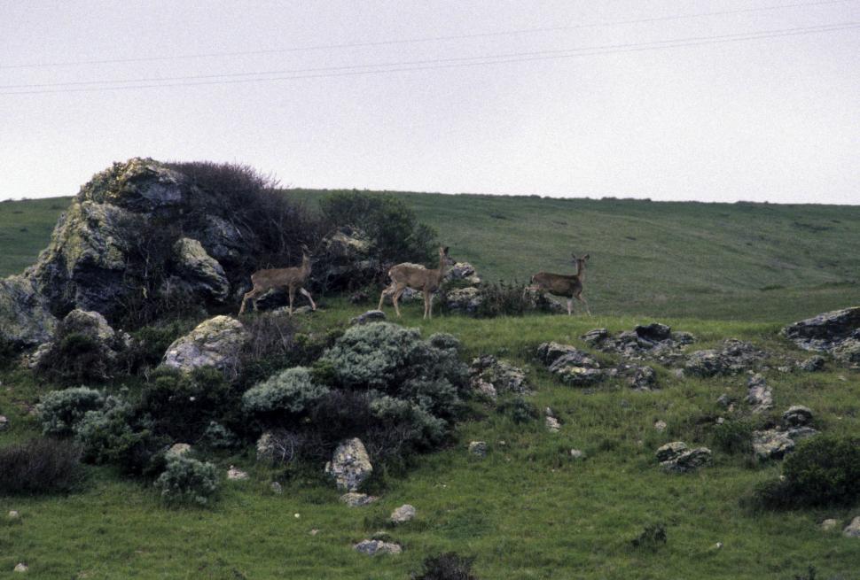 Free Image of herd of deer 