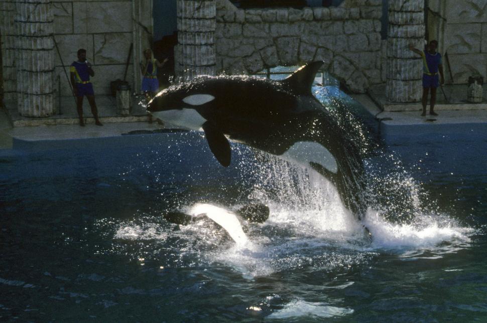 Free Image of killer whale leaping 