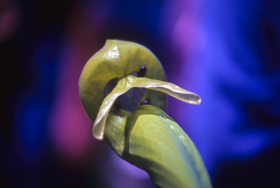 Free Image of carnivorous california pitcher plant 