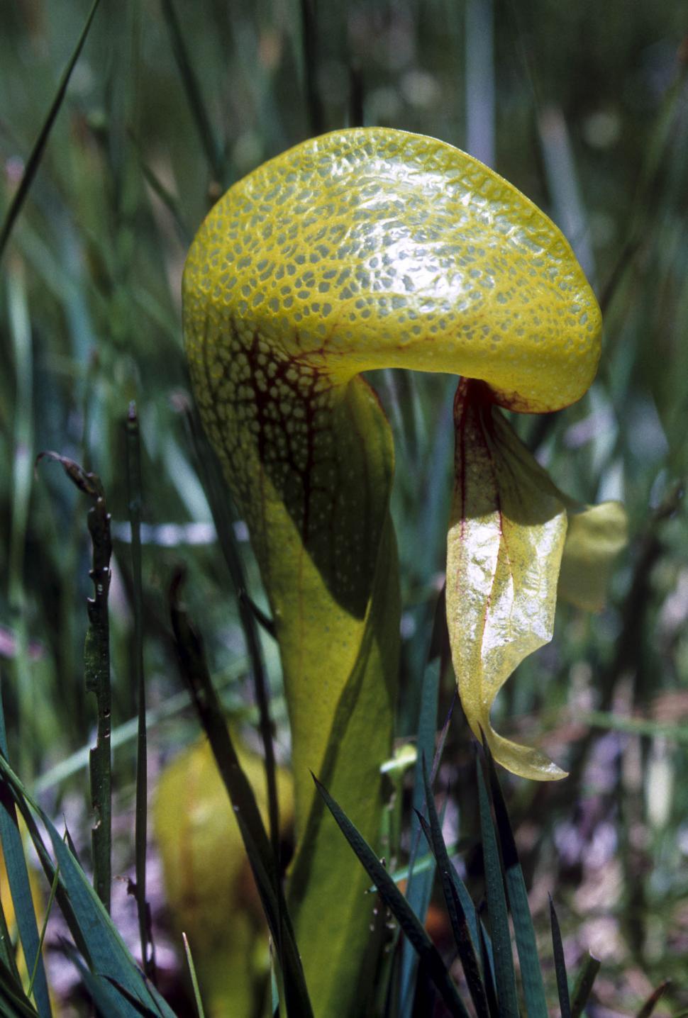 Free Image of carnivorous california pitcher plant 2 