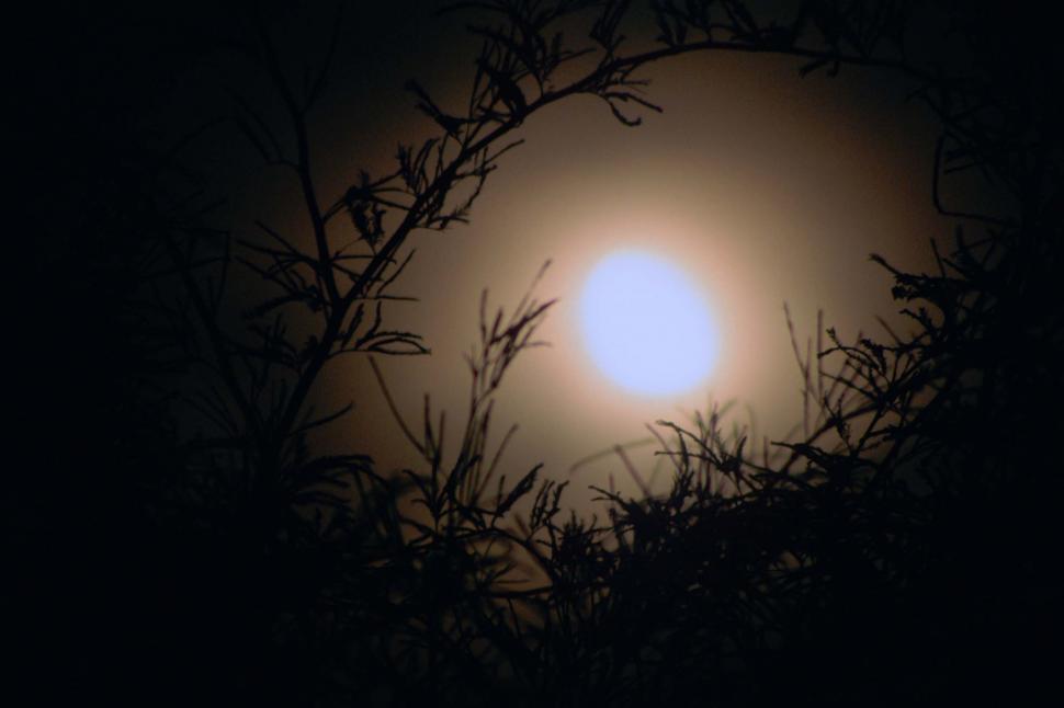 Free Image of Full Moon Peeking Through Tree Branches 