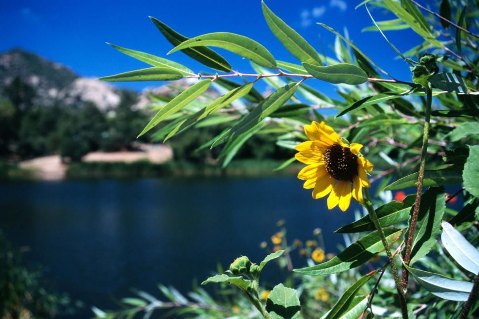 Free Image of Sunflower Blooming by Water 