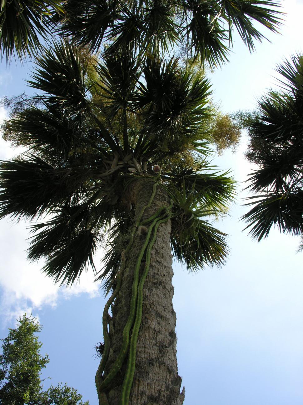 Free Image of Palm tree cactus flower 