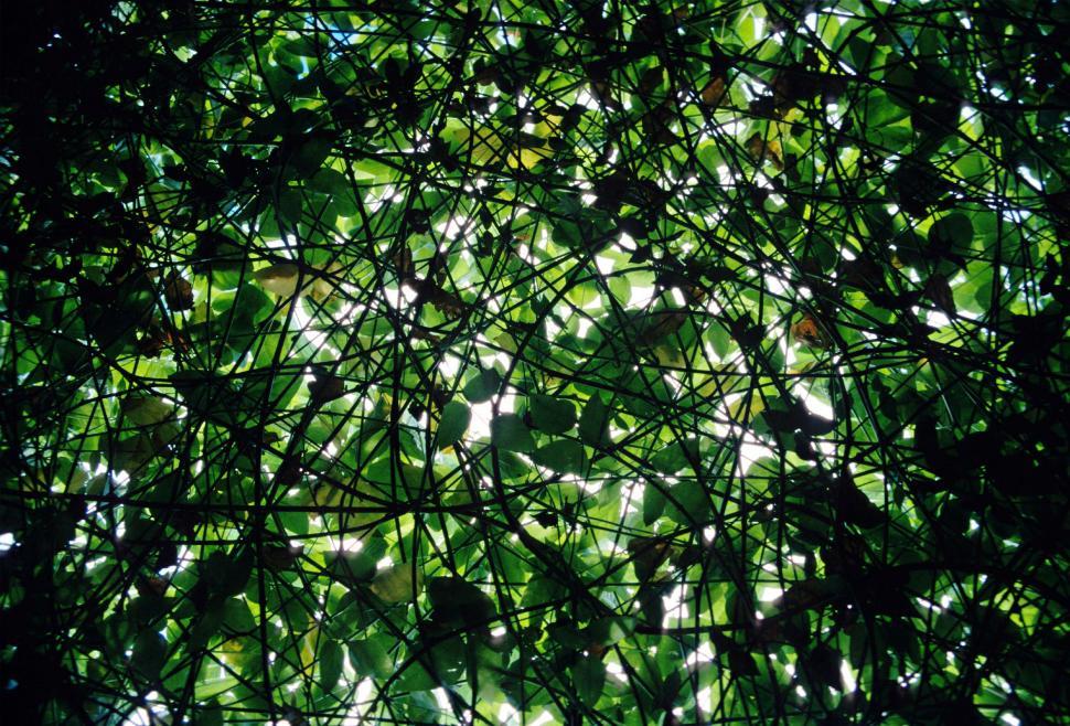 Free Image of leaves vines dense weave tangled green vegetation plants ceiling canopy shelter 