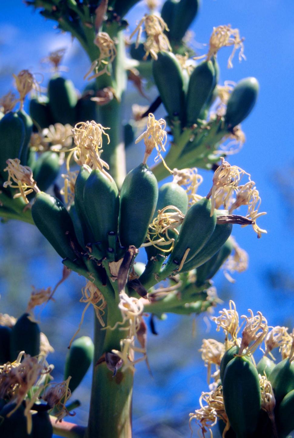 Free Image of yucca desert plants fruit stalk bloom agave century plant 