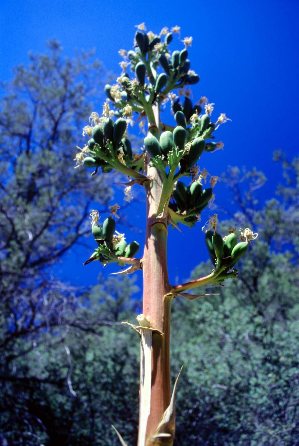 Free Image of yucca desert plants fruit stalk bloom agave century plant 