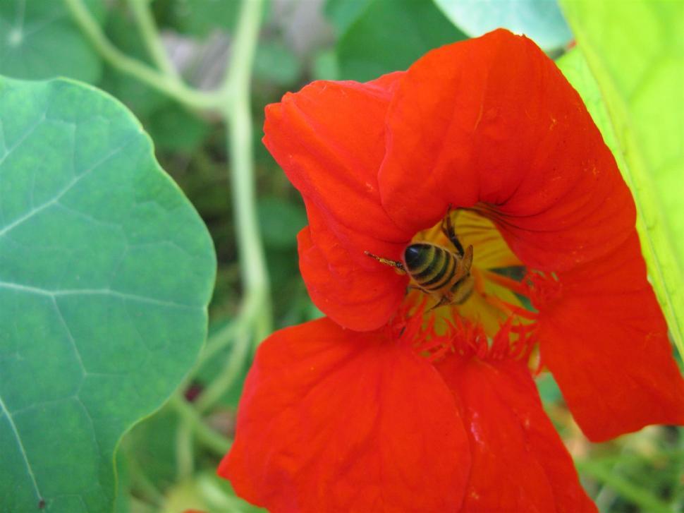 Free Image of Red flower with a bee 