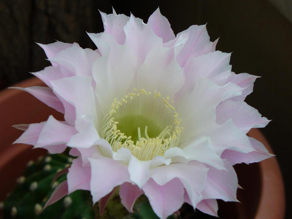 Free Image of Cactus flower 