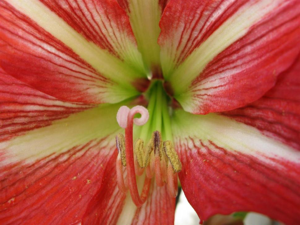 Free Image of Red white flower 