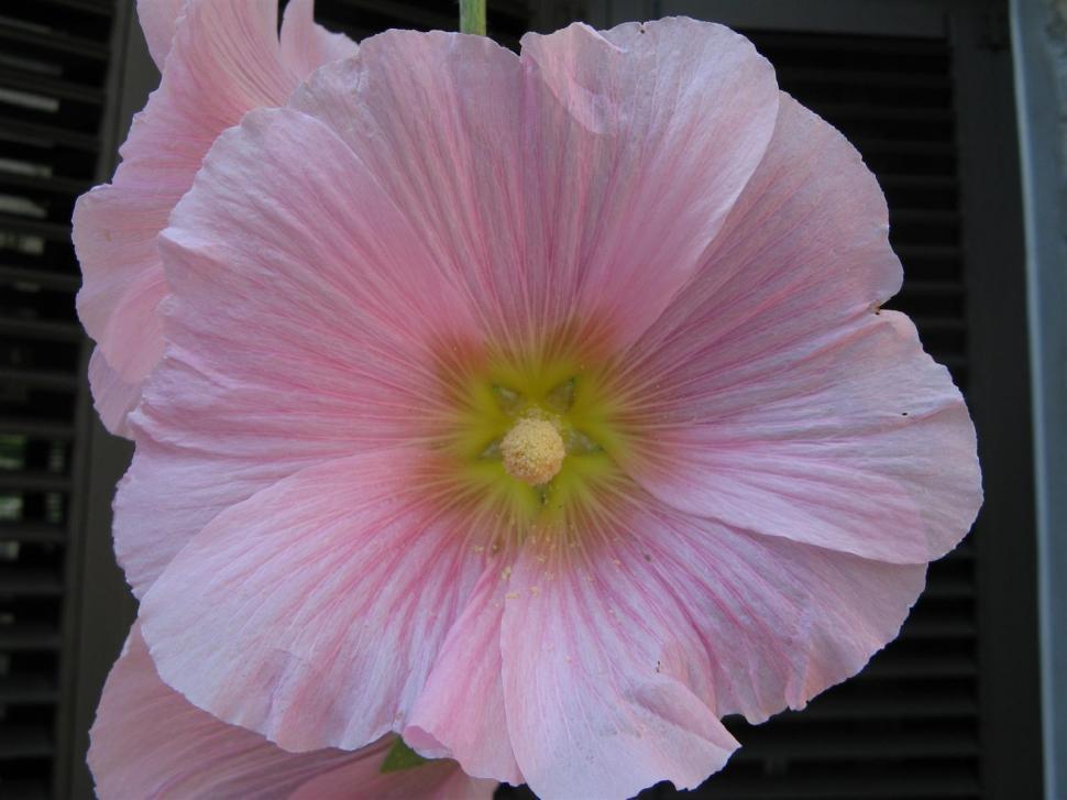 Free Image of Pink flower 