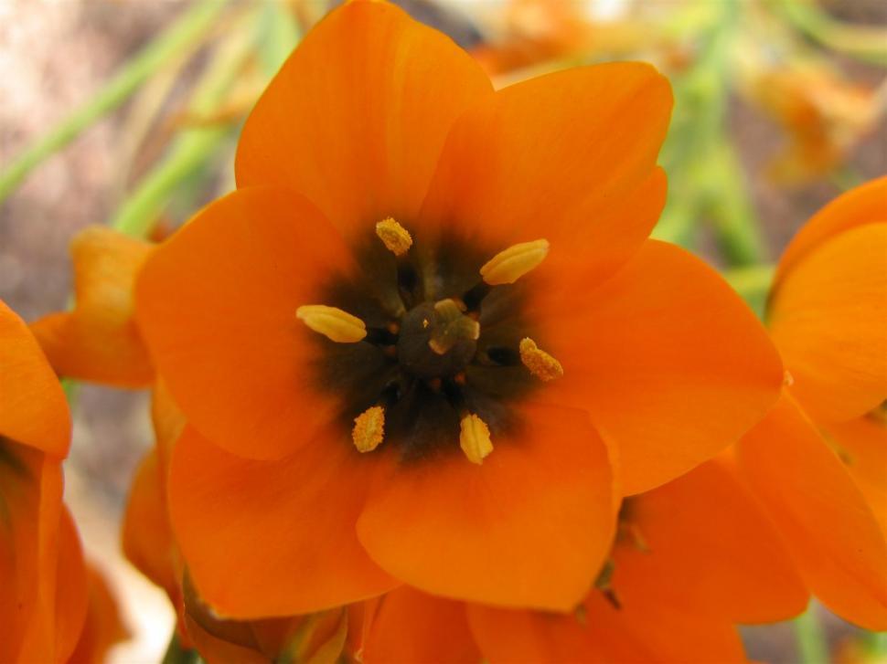 Free Image of Orange red flower 