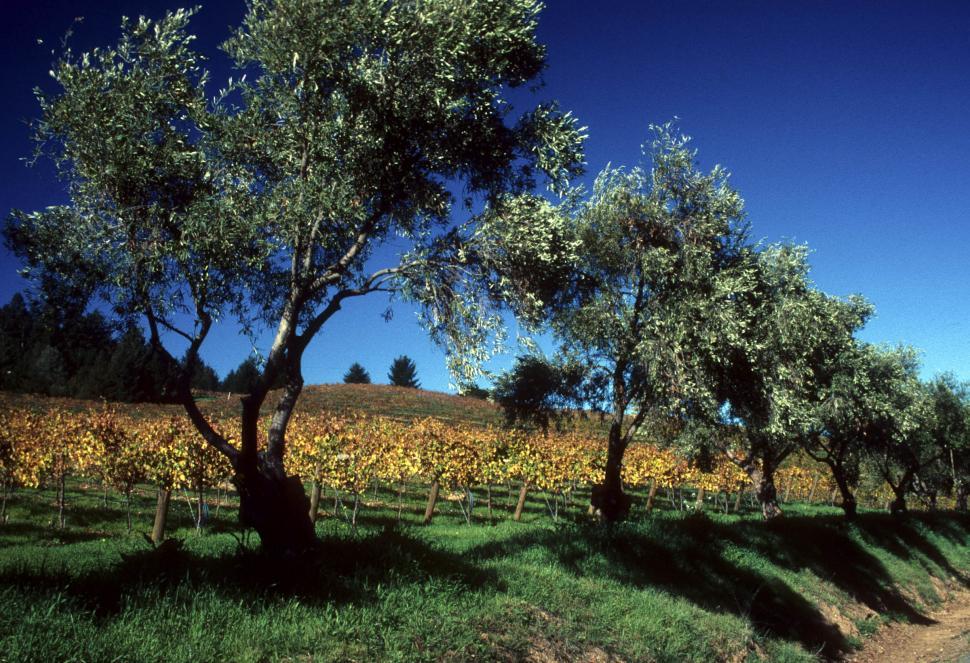 Free Image of vineyards 