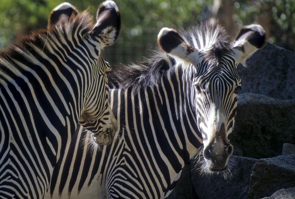 Free Image of zebras 