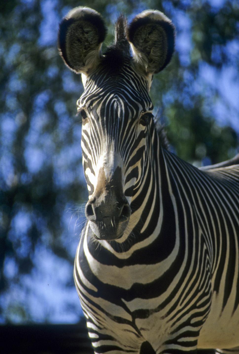 Free Image of curious zebra 