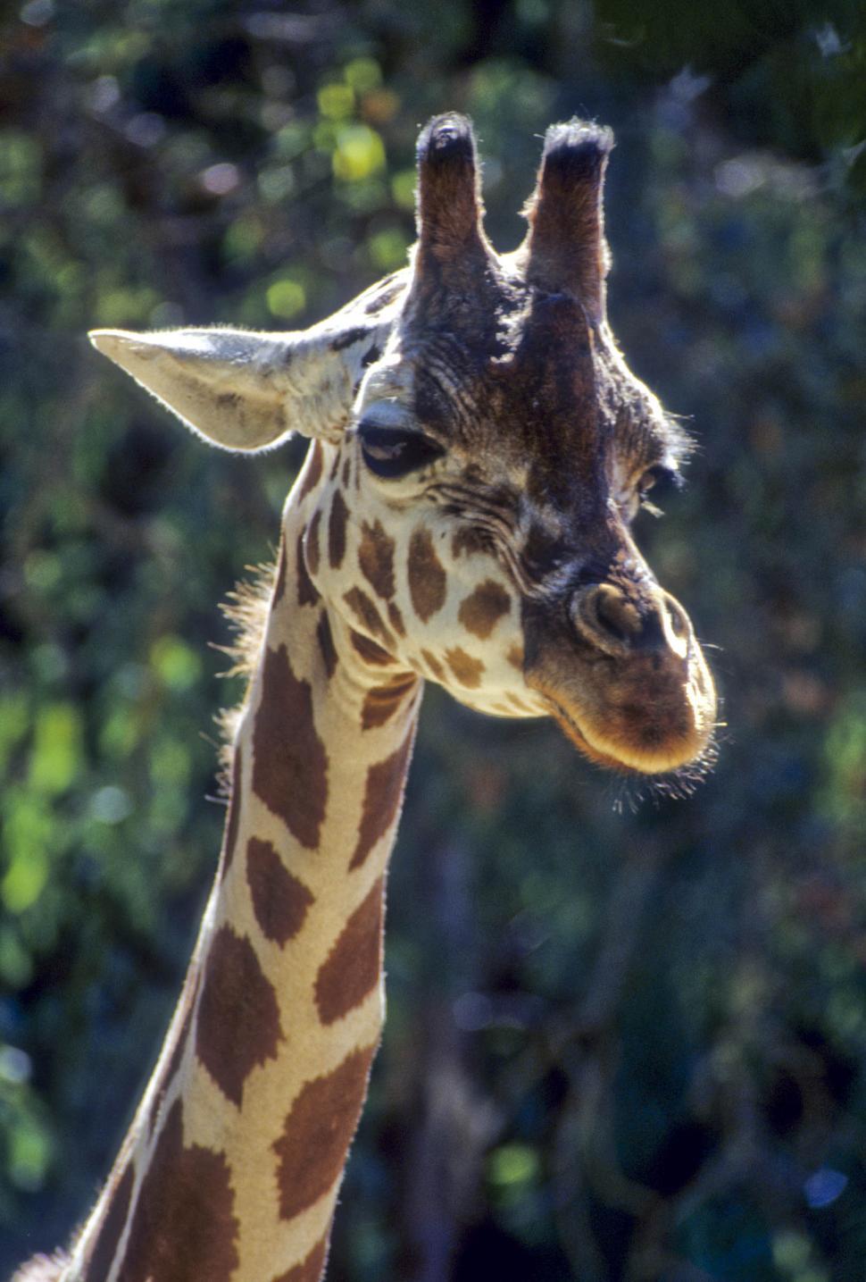 Free Image of giraffe 