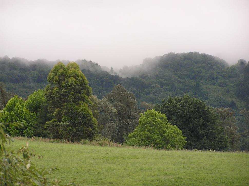 Free Image of Misty Trees 