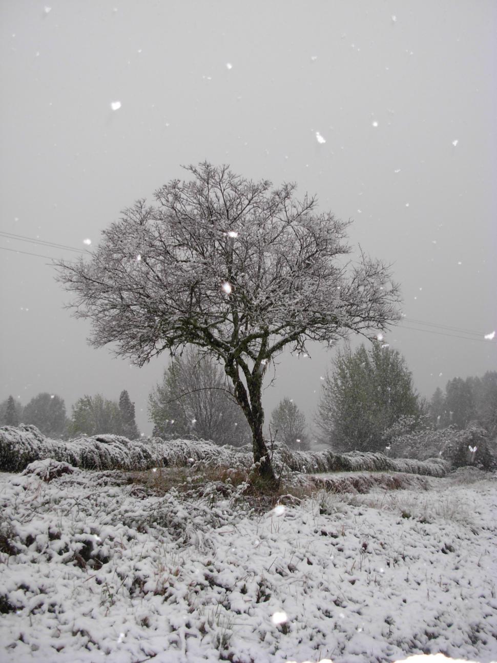 Free Image of Snowy tree 
