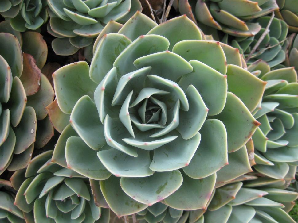 Free Image of Close Up of a Large Green Plant 