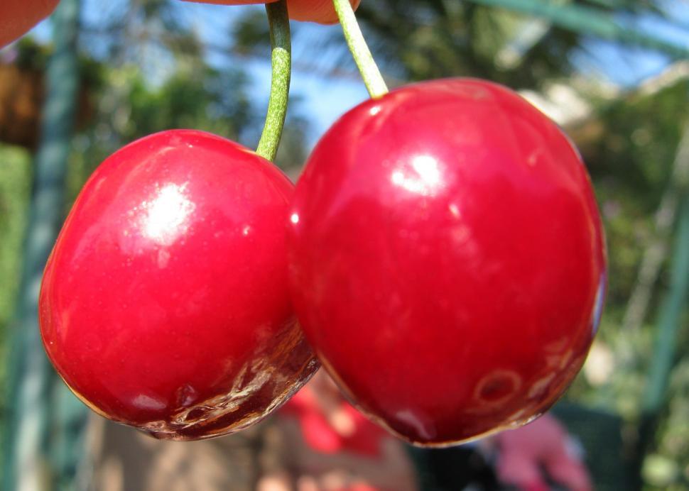 Free Image of red Cherry 