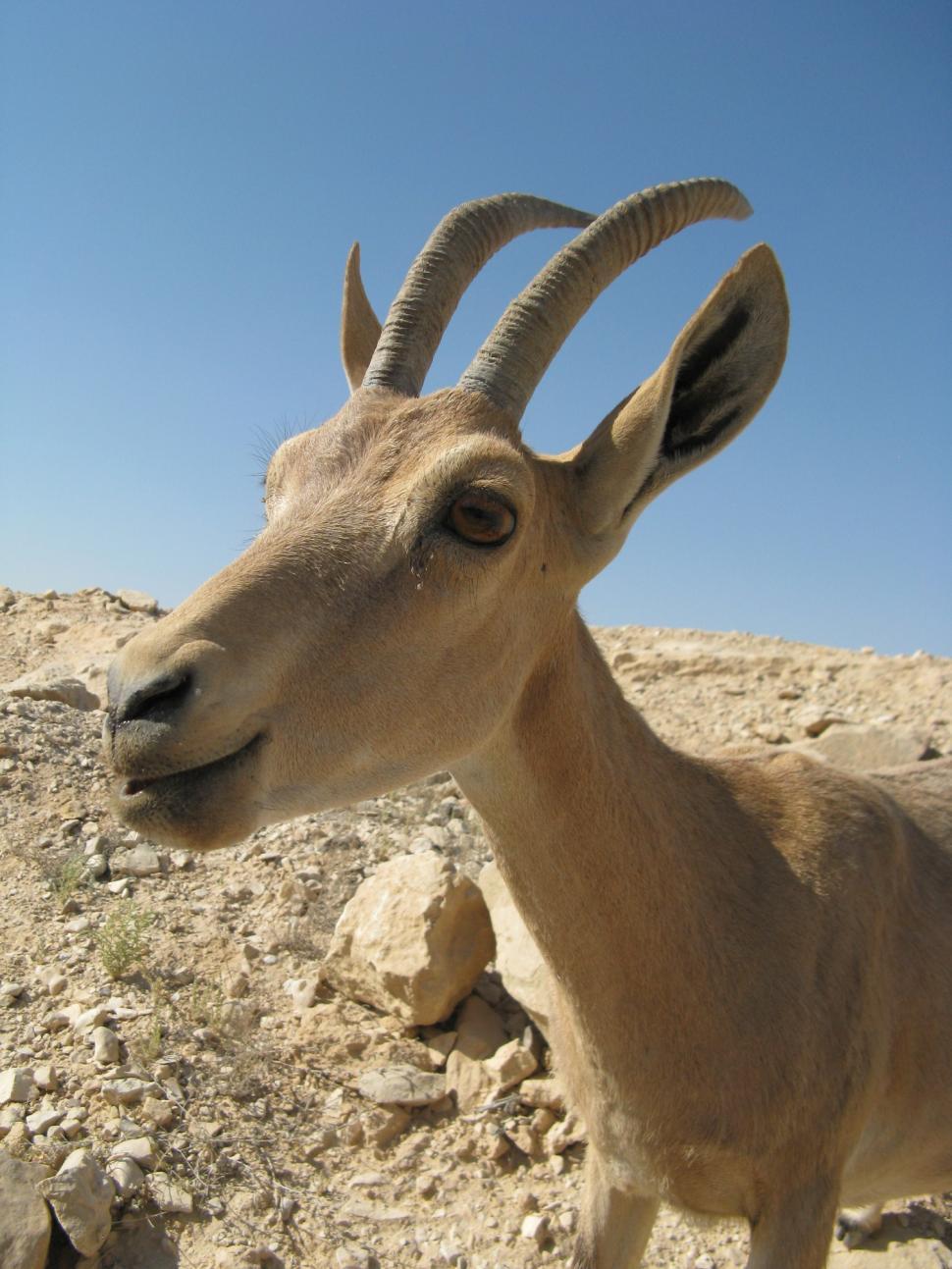 Free Image of Deer in the desert 