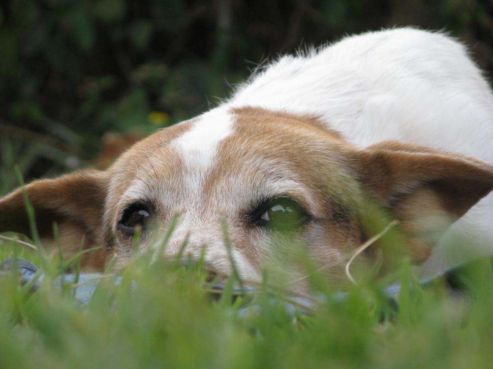 Free Image of Dog on the grass 