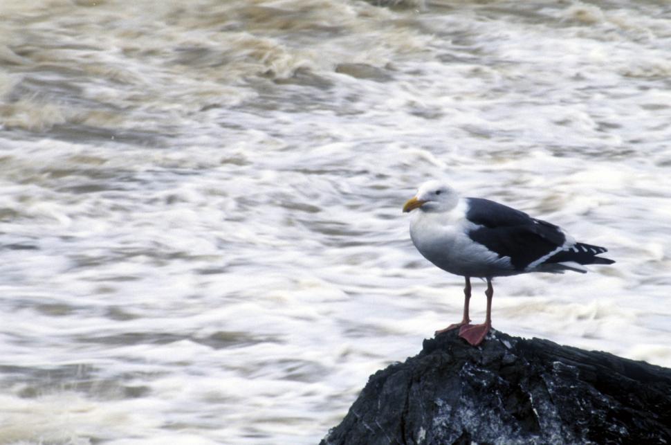 Free Image of seagull perched 
