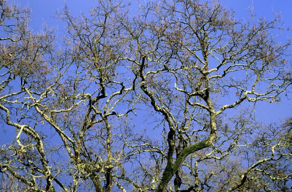 Free Image of branches 