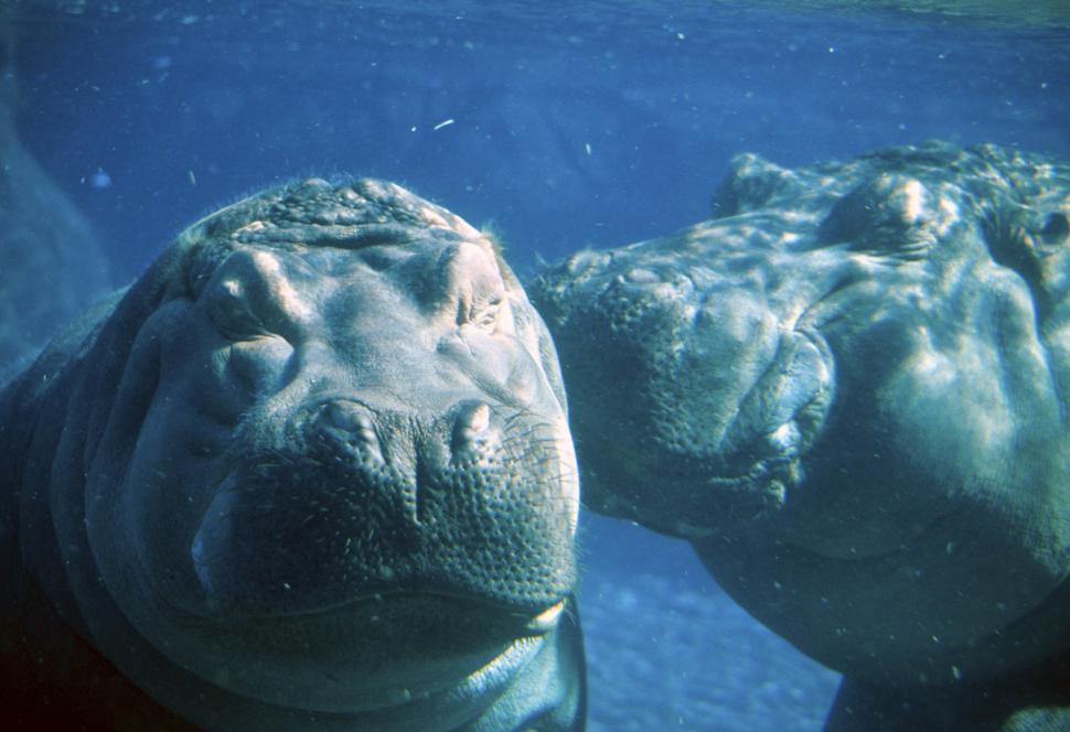 Free Image of hippo couple 