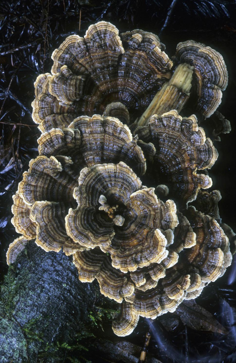 Free Image of forest fungus 