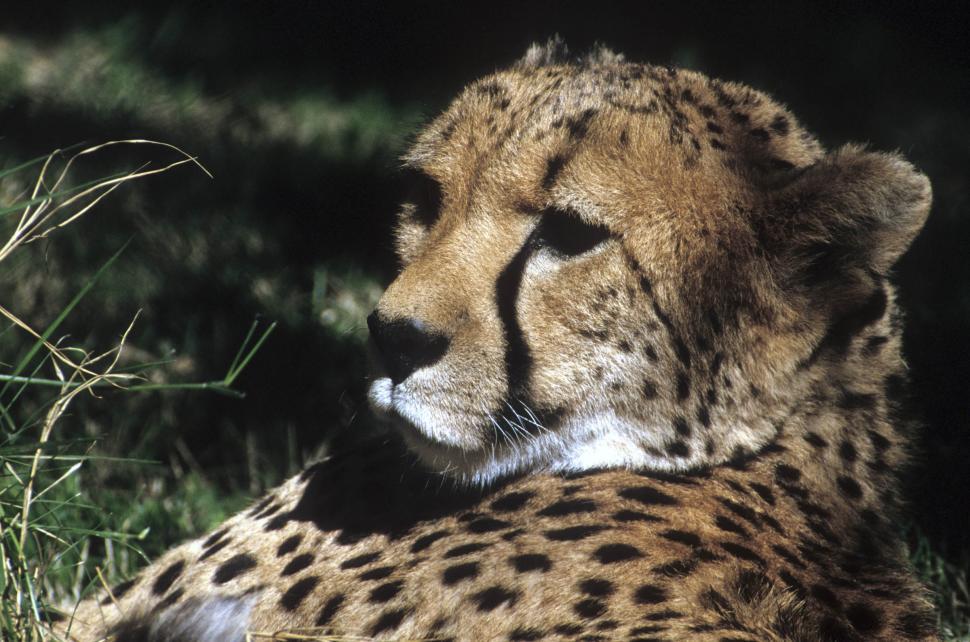 Free Image of cheetah 