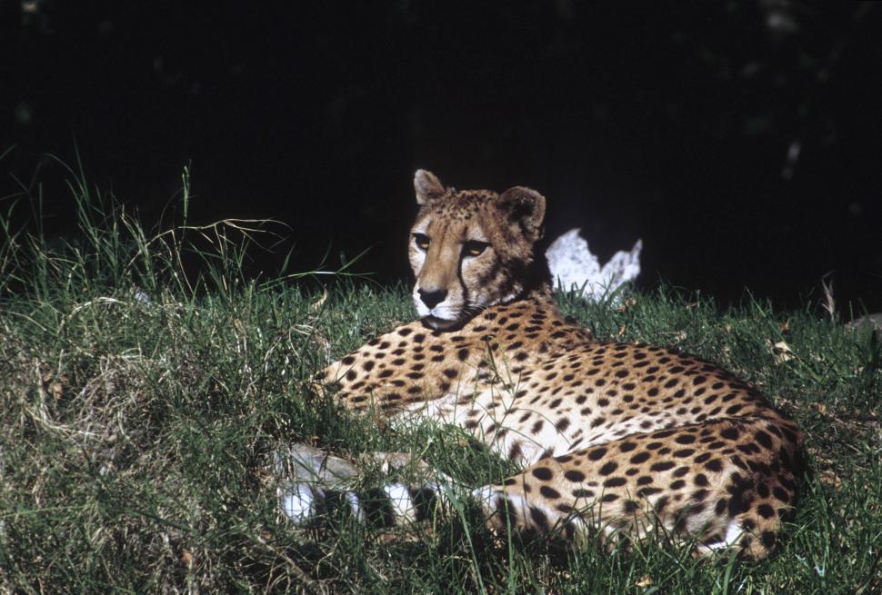 Free Image of Cheetah in the grass 