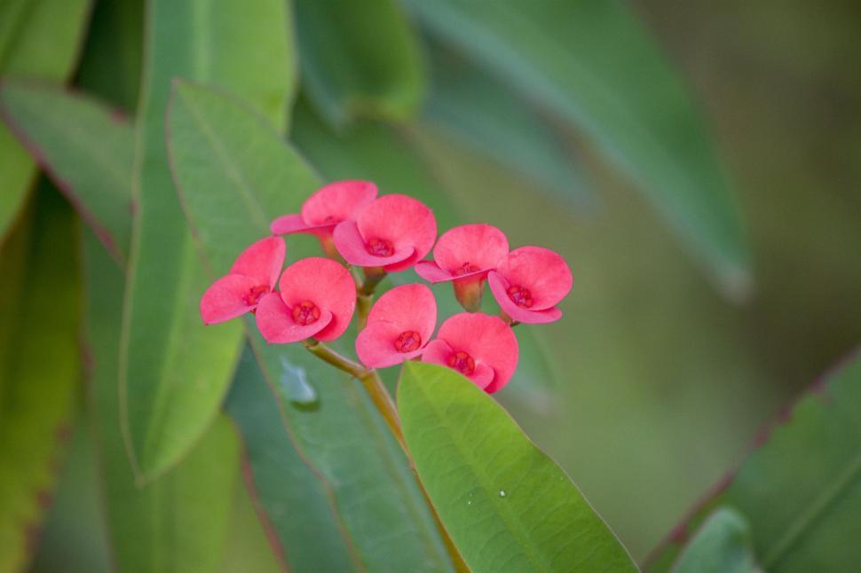 Free Image of Group of Pink Flowers on Green Plant 