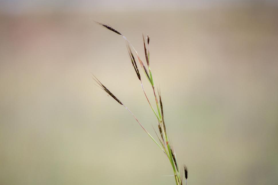 Free Image of Green Plant With Long Thin Stems 