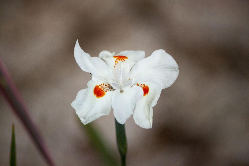 Free Image of Close Up of White and Red Flower 